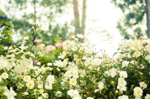 幸せな結婚生活。でも…